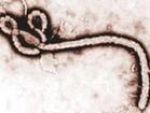 国家卫生计生委详解埃博拉出血热常见问题